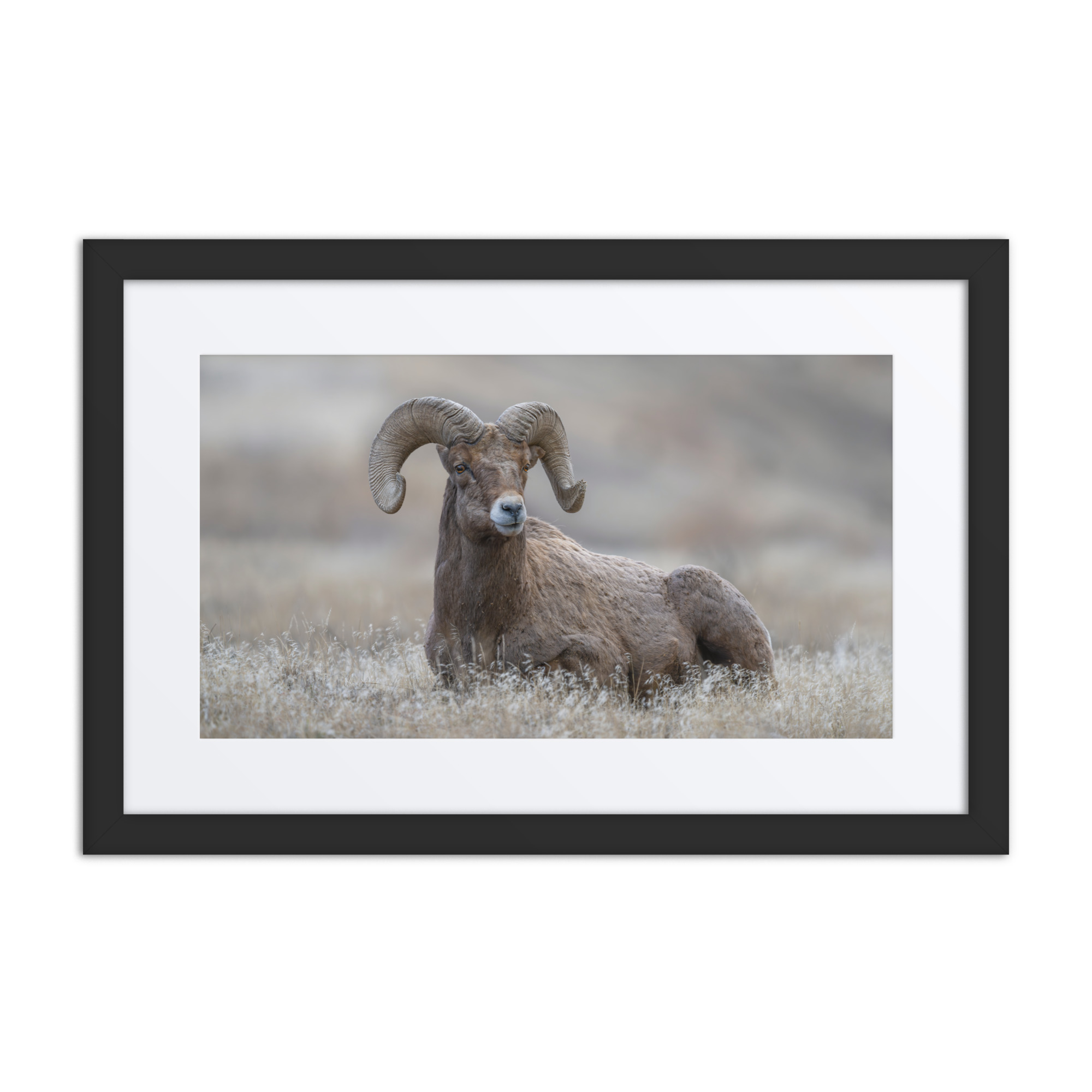 Monarch of Montana Meadows!Framed Mat poster - Image 2