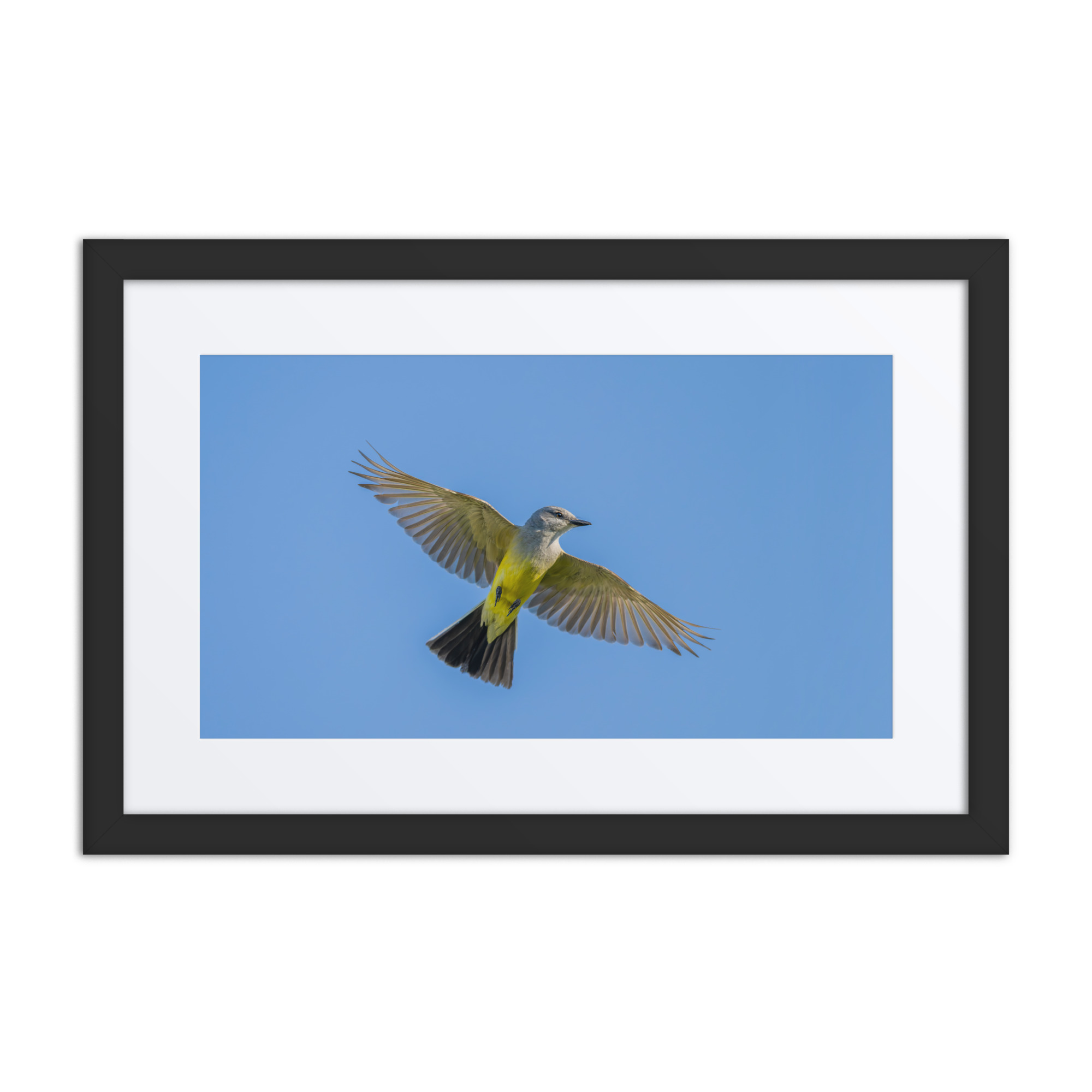 Western kingbird in flight! Framed Mat poster - Image 2