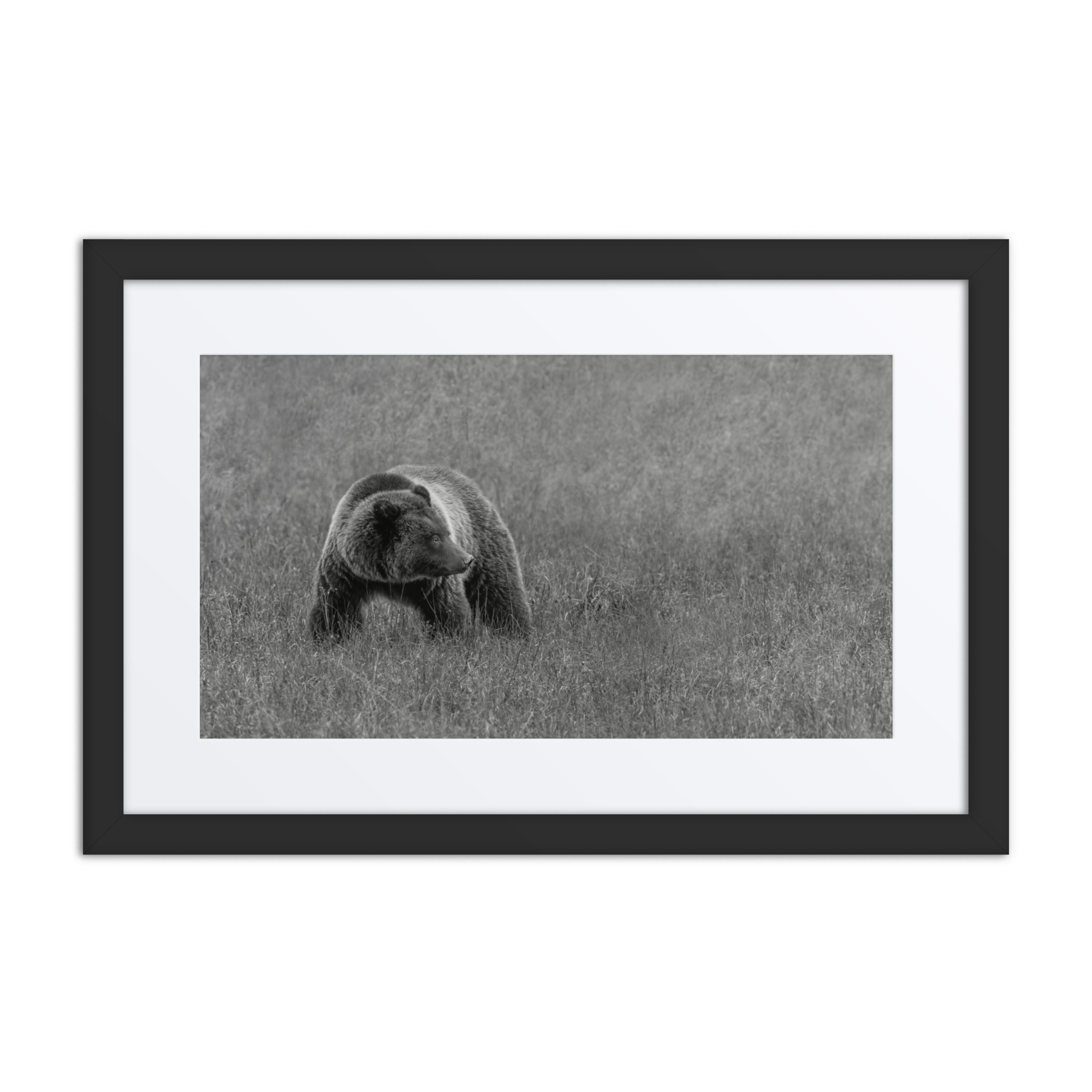 Grizzley bear on Alert! Framed poster - Image 2