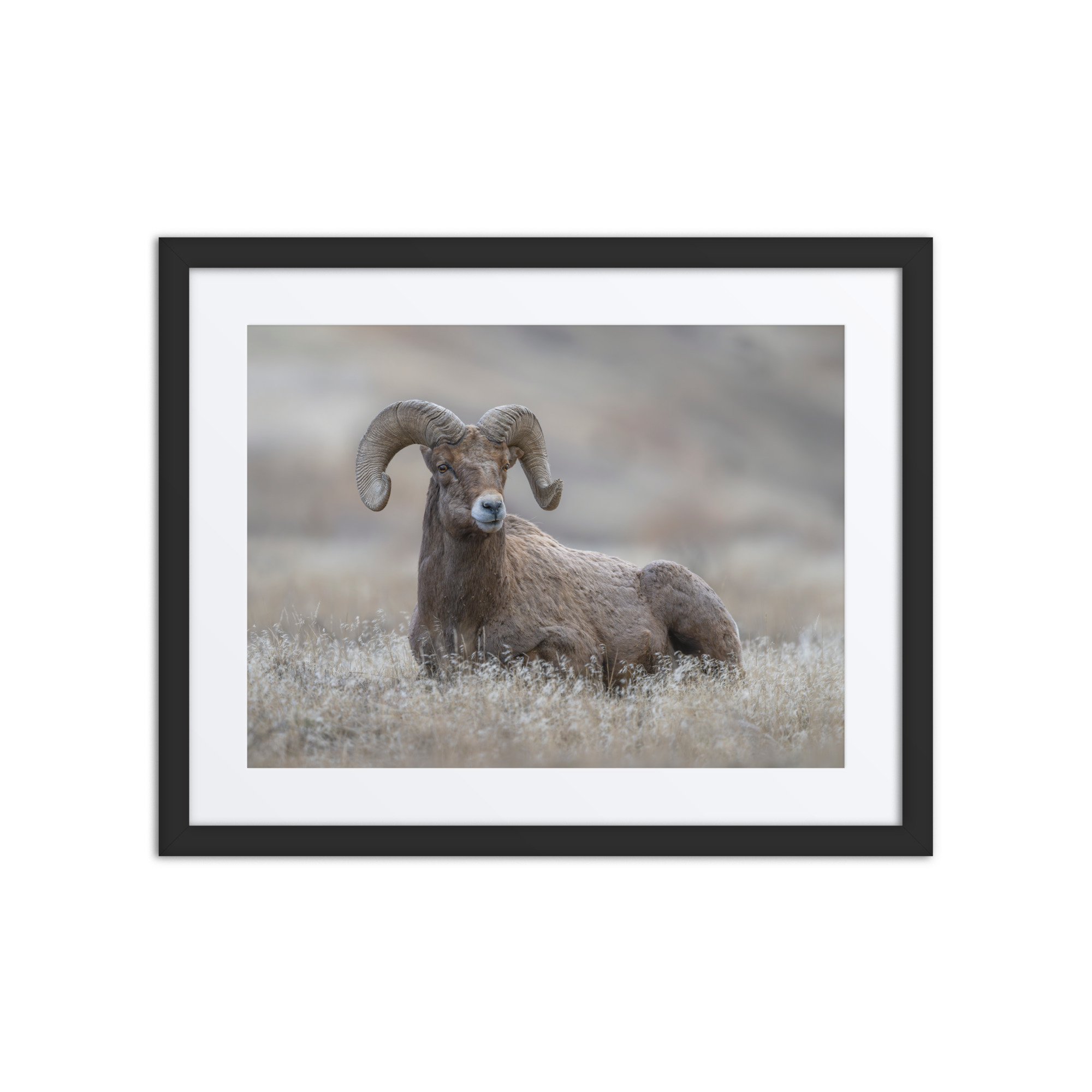 Monarch of Montana Meadows!Framed Mat poster - Image 3