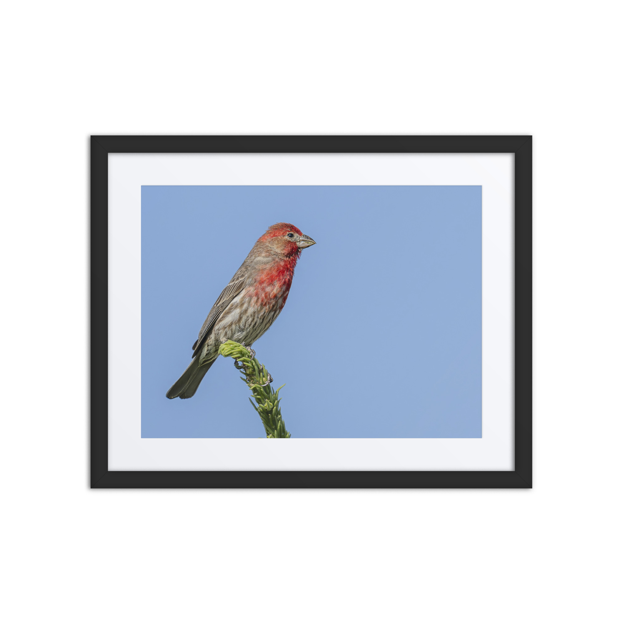 Male House Finch! Framed Mat poster - Image 3