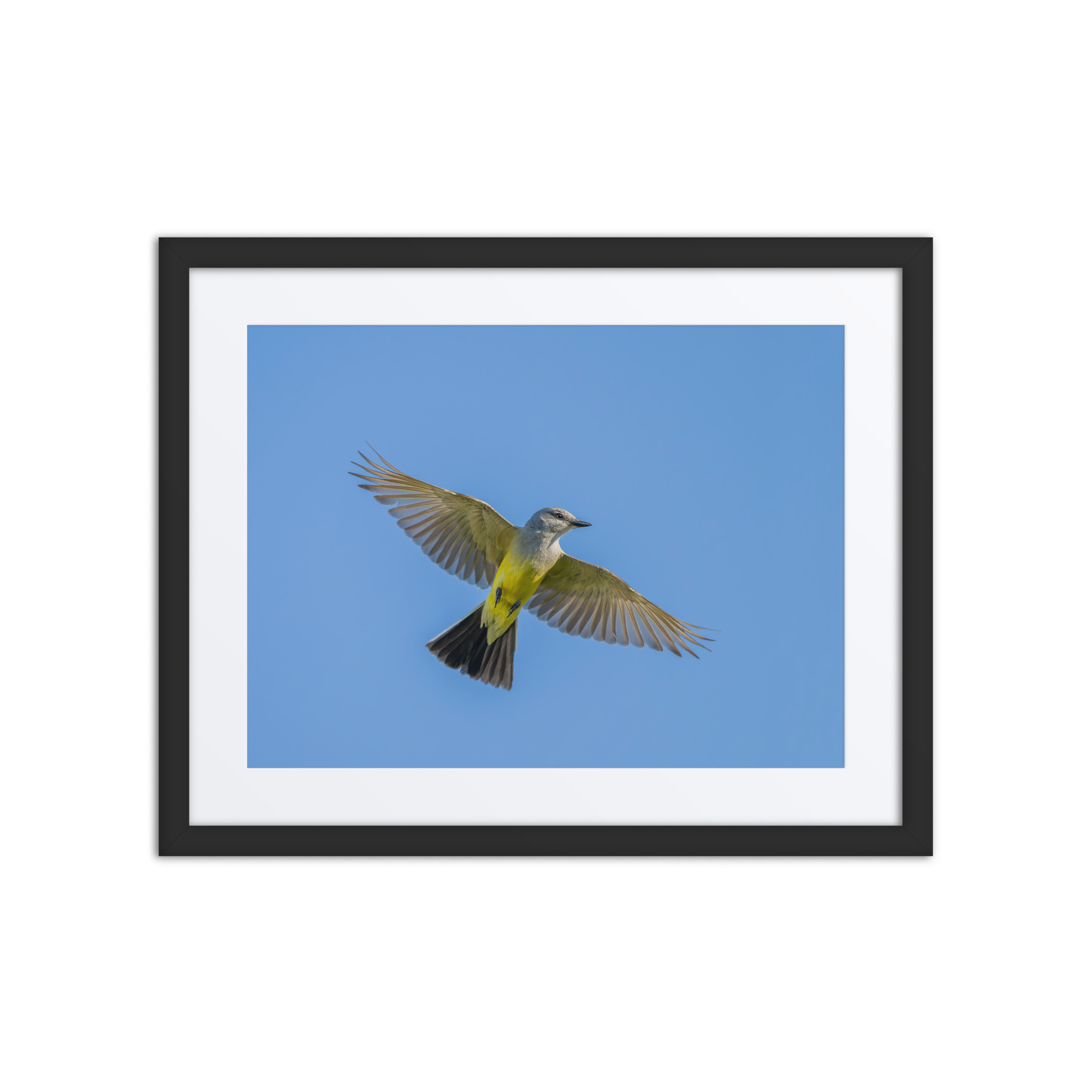 Western kingbird in flight! Framed Mat poster - Image 3