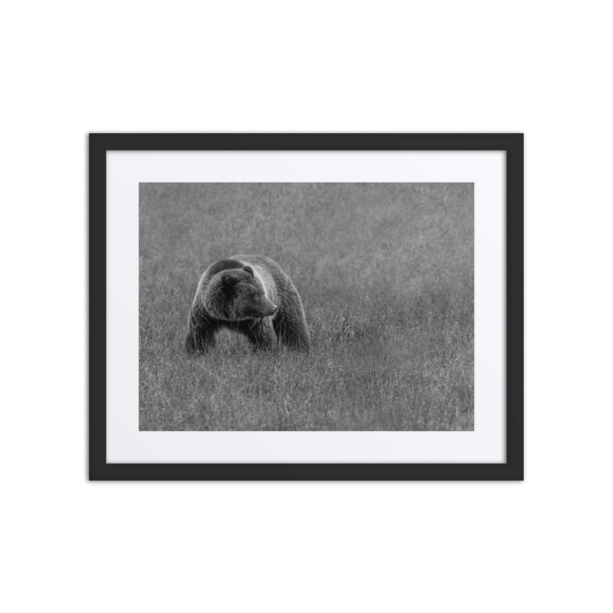 Grizzley bear on Alert! Framed poster - Image 3