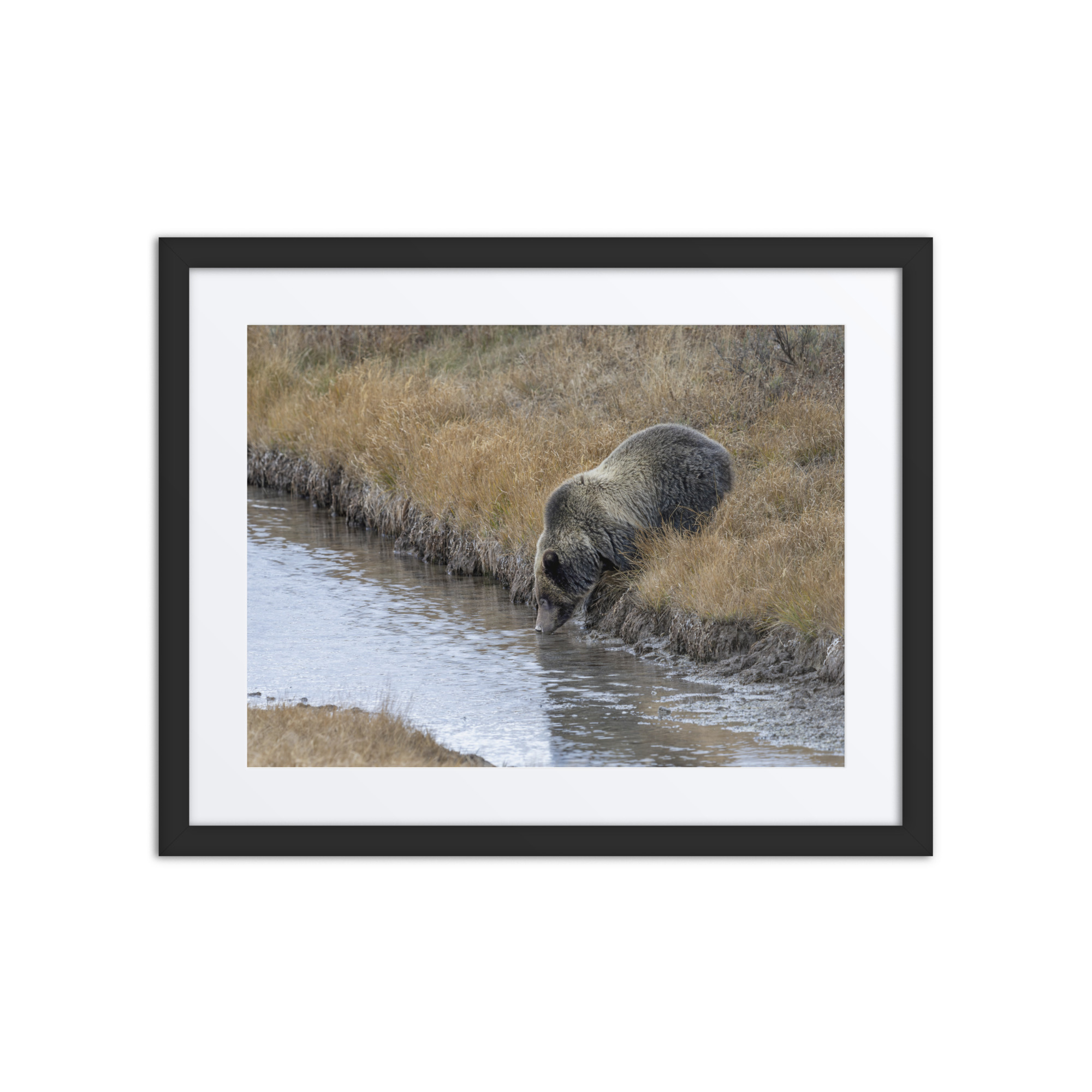 Grizzly bear quenching thirst! Framed Mat poster - Image 3