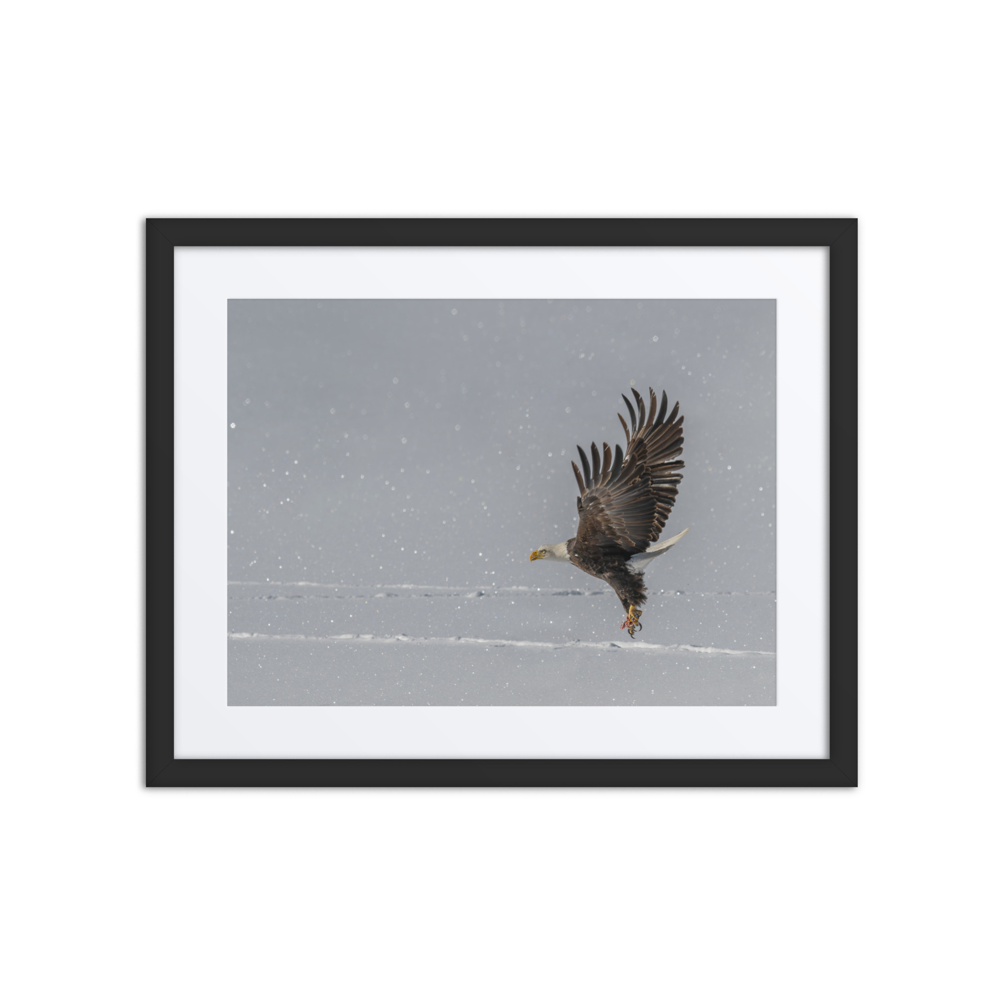 Bald eagle hunting in snow! Framed Mat poster - Image 3
