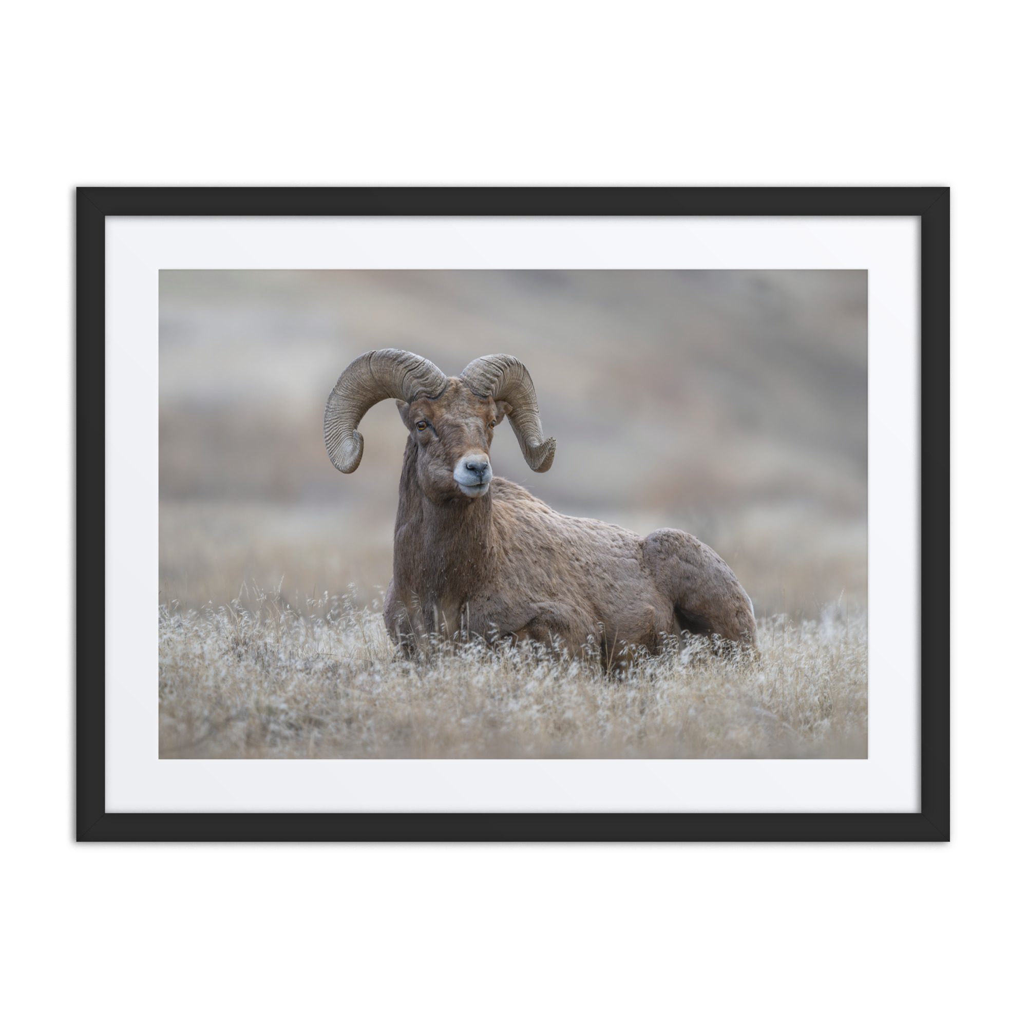 Monarch of Montana Meadows!Framed Mat poster - Image 4