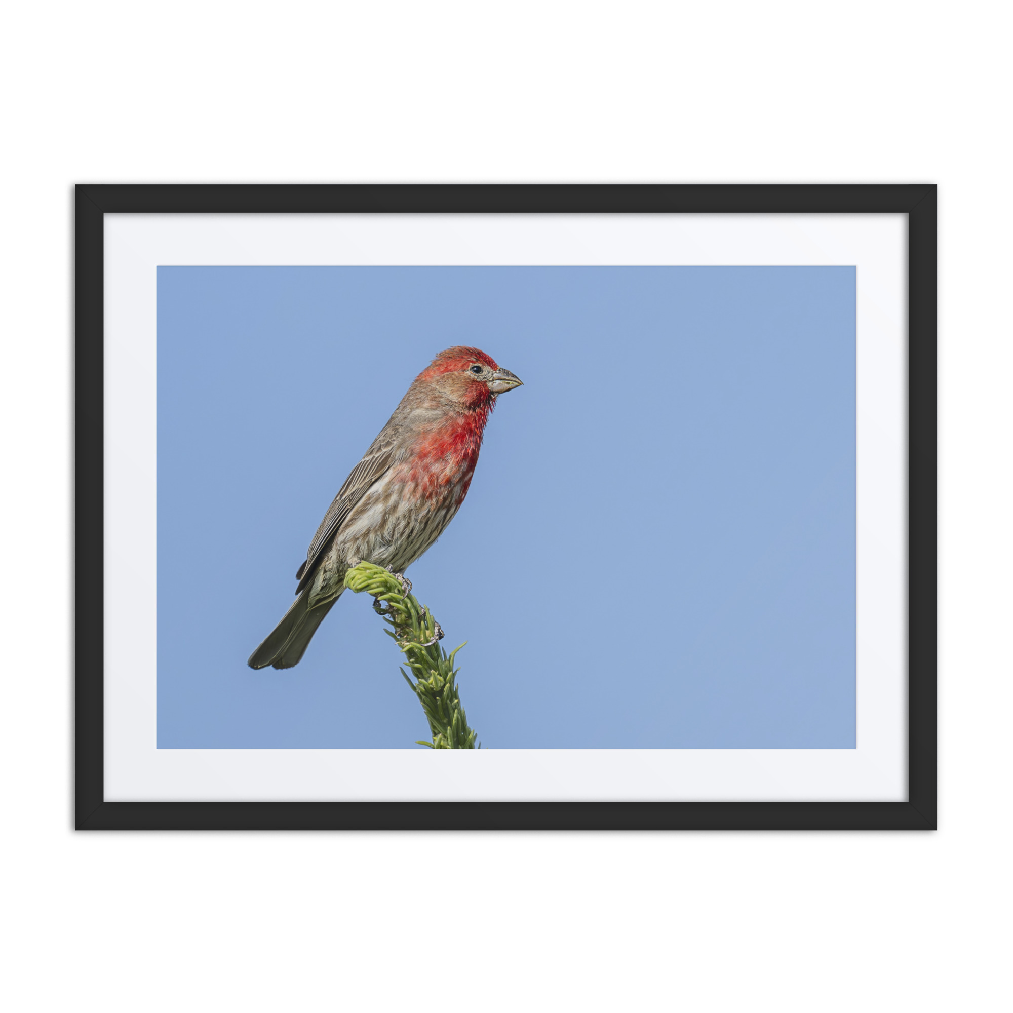Male House Finch! Framed Mat poster - Image 4