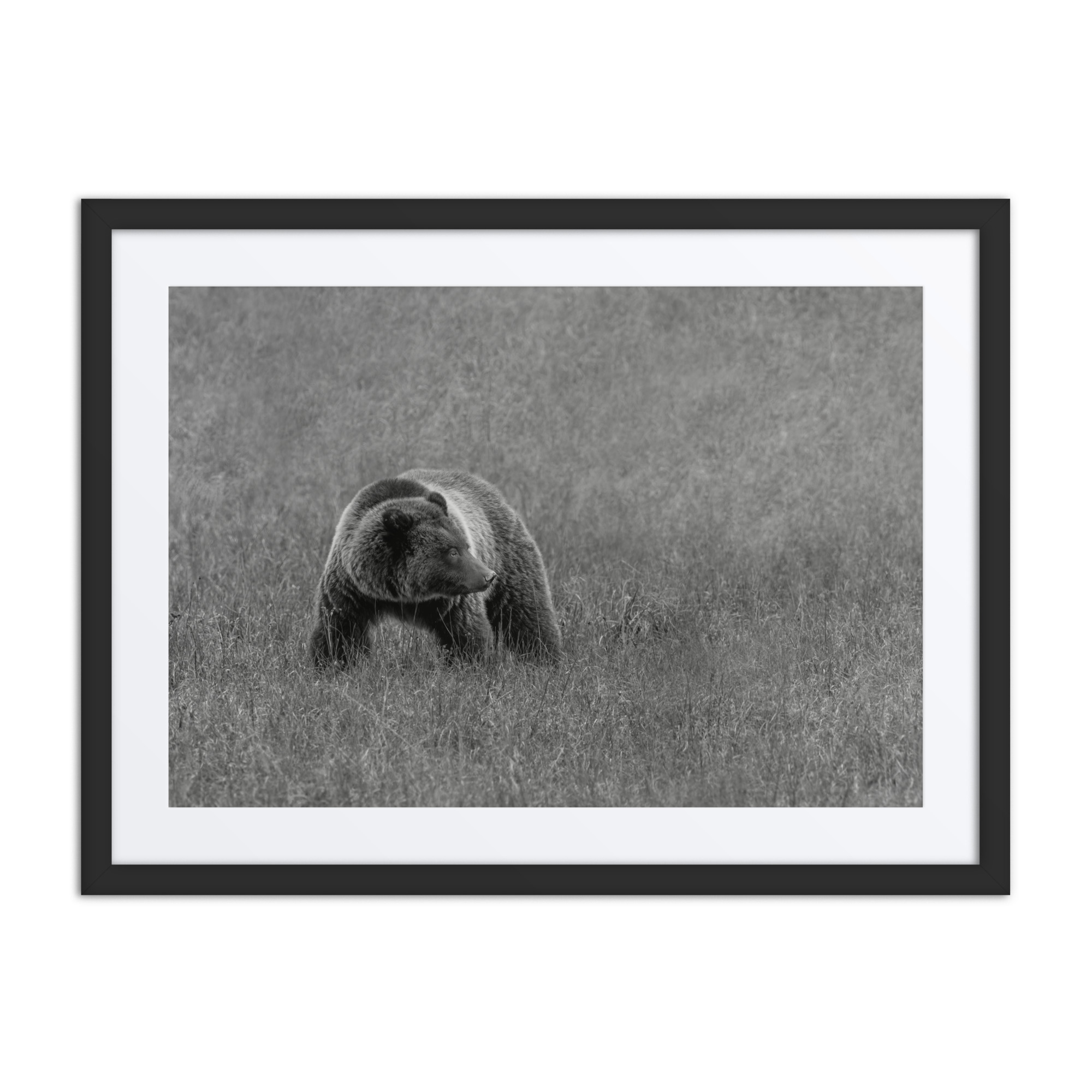 Grizzley bear on Alert! Framed poster - Image 4