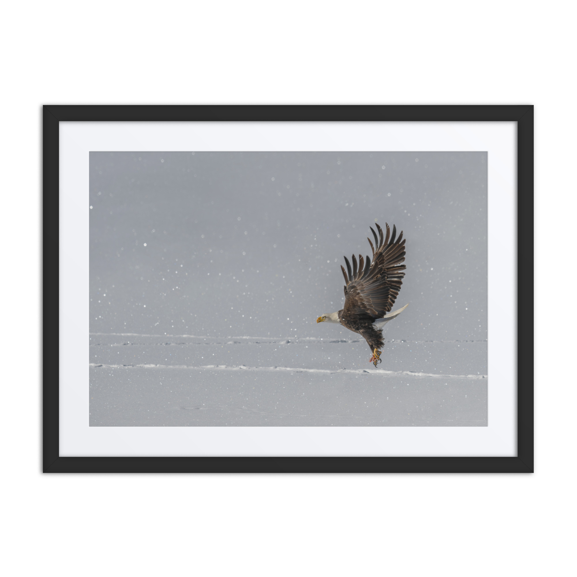 Bald eagle hunting in snow! Framed Mat poster - Image 4