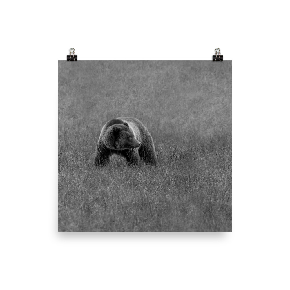 Grizzley bear on Alert! Photo paper poster - Image 3