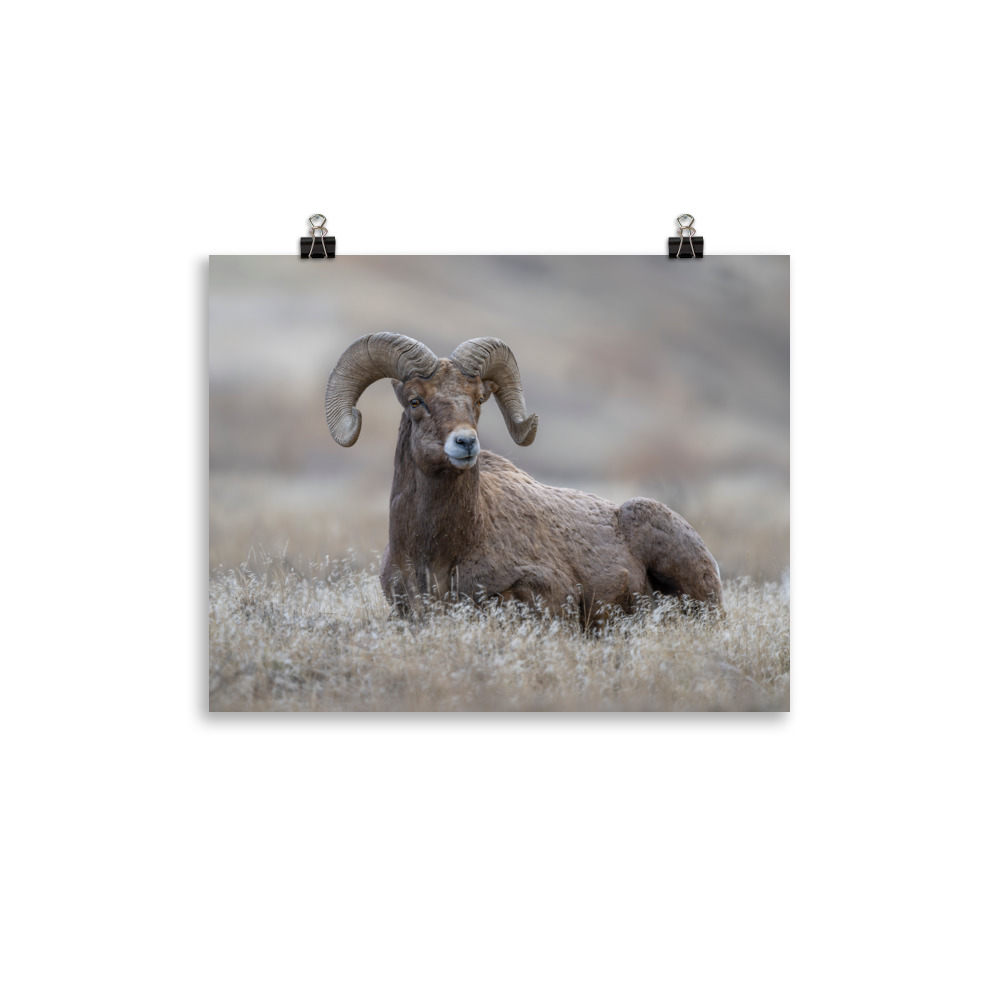 Monarch of Montana Meadows! Photo paper poster - Image 2