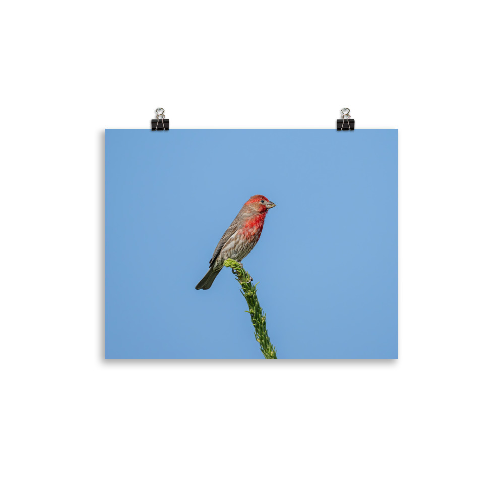 Male House Finch! Photo paper poster - Image 4