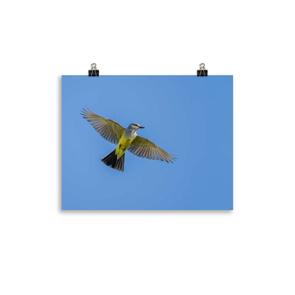 Western kingbird in flight! Photo paper poster - Image 4