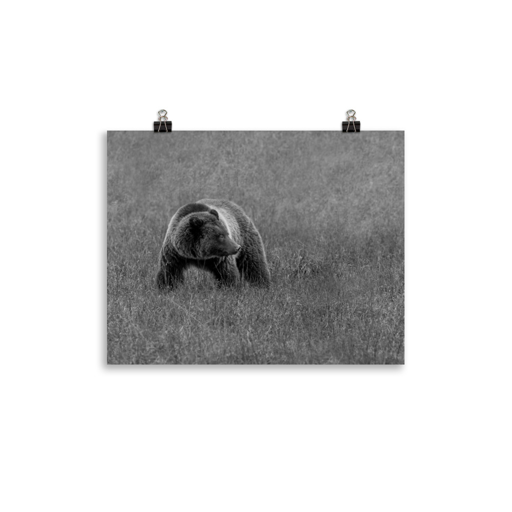 Grizzley bear on Alert! Photo paper poster - Image 4
