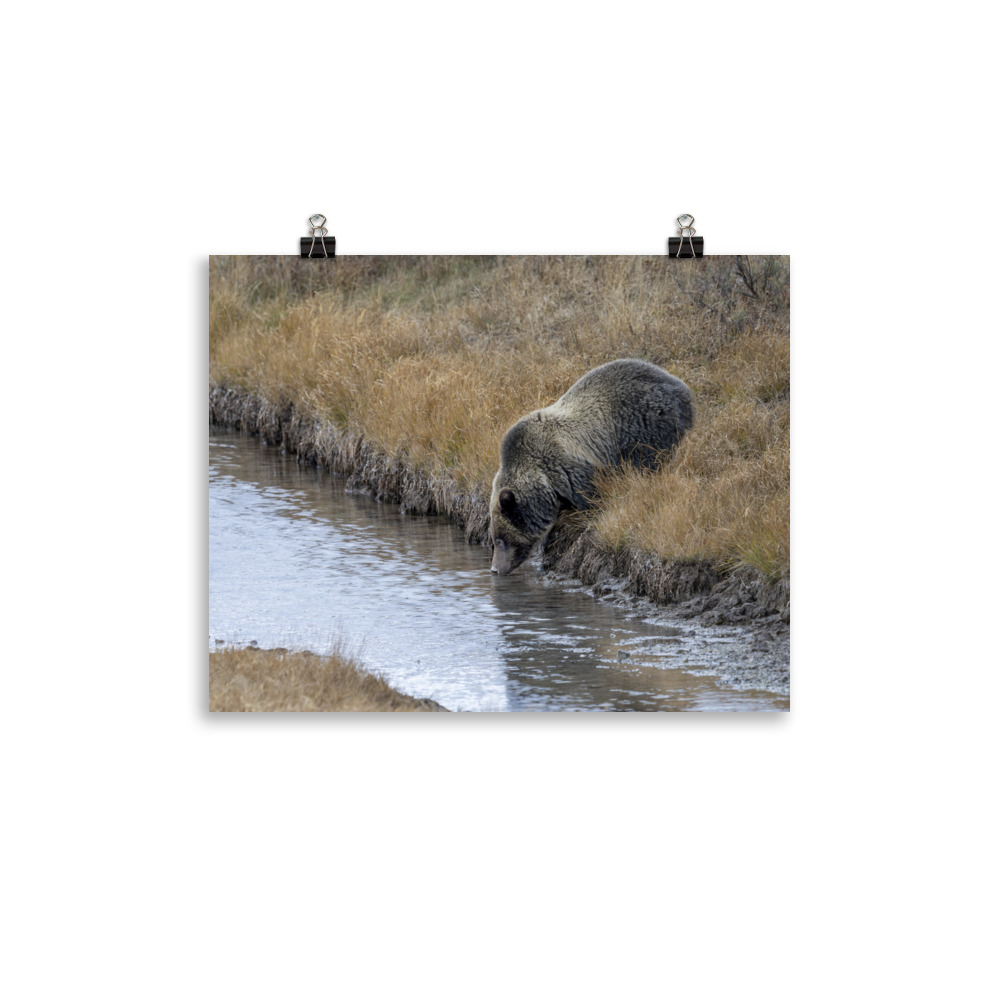 Grizzly bear quenching thirst! Photo paper poster - Image 4