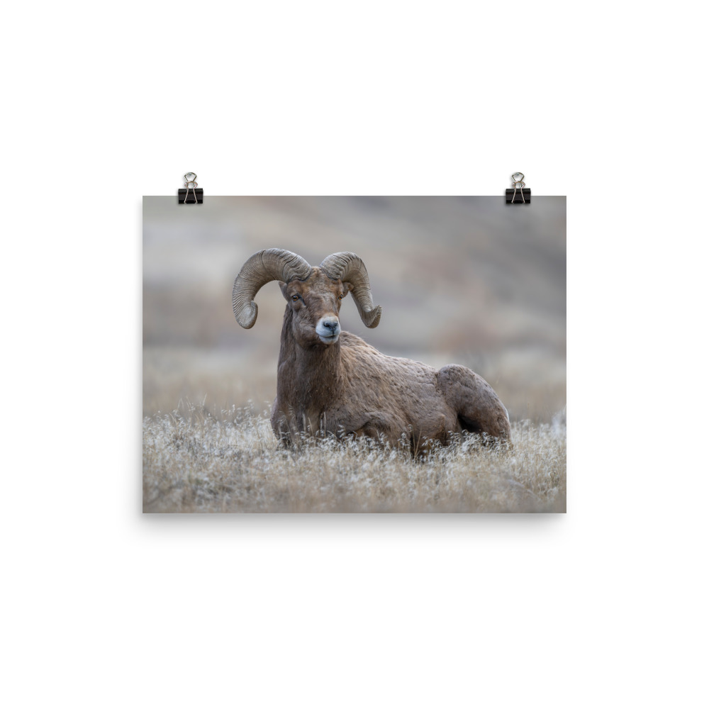 Monarch of Montana Meadows! Photo paper poster - Image 3