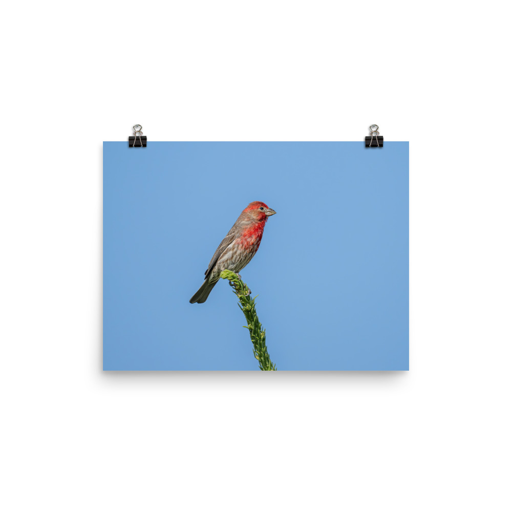 Male House Finch! Photo paper poster - Image 6