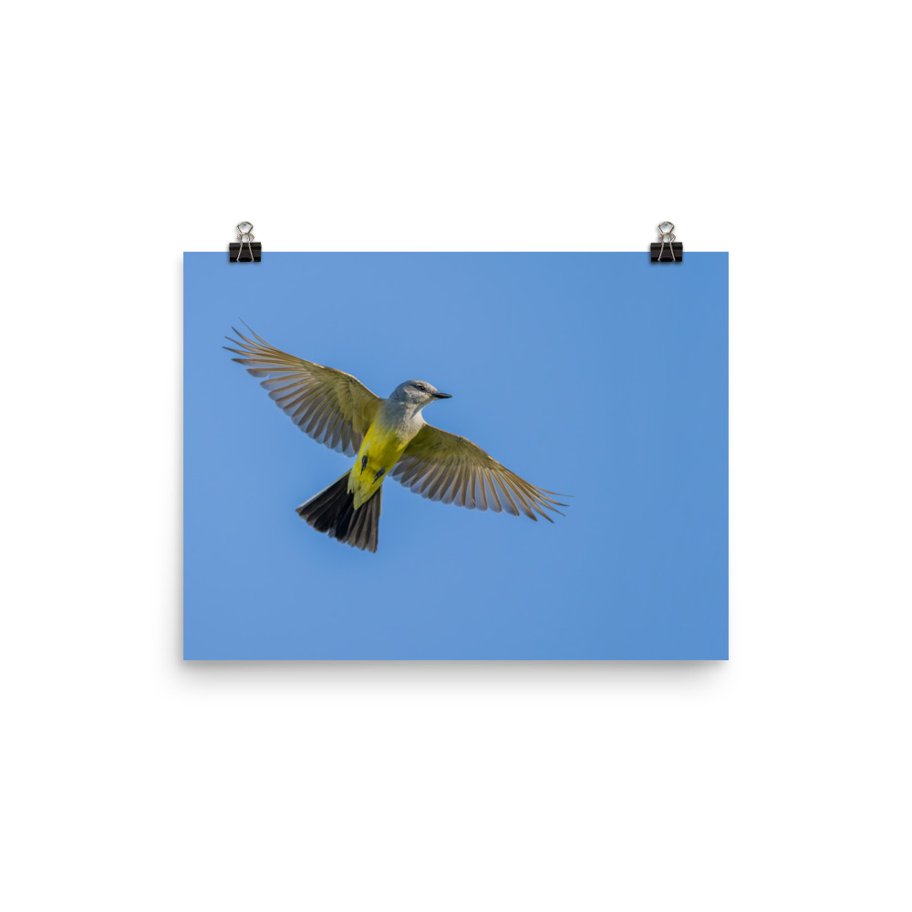 Western kingbird in flight! Photo paper poster - Image 6