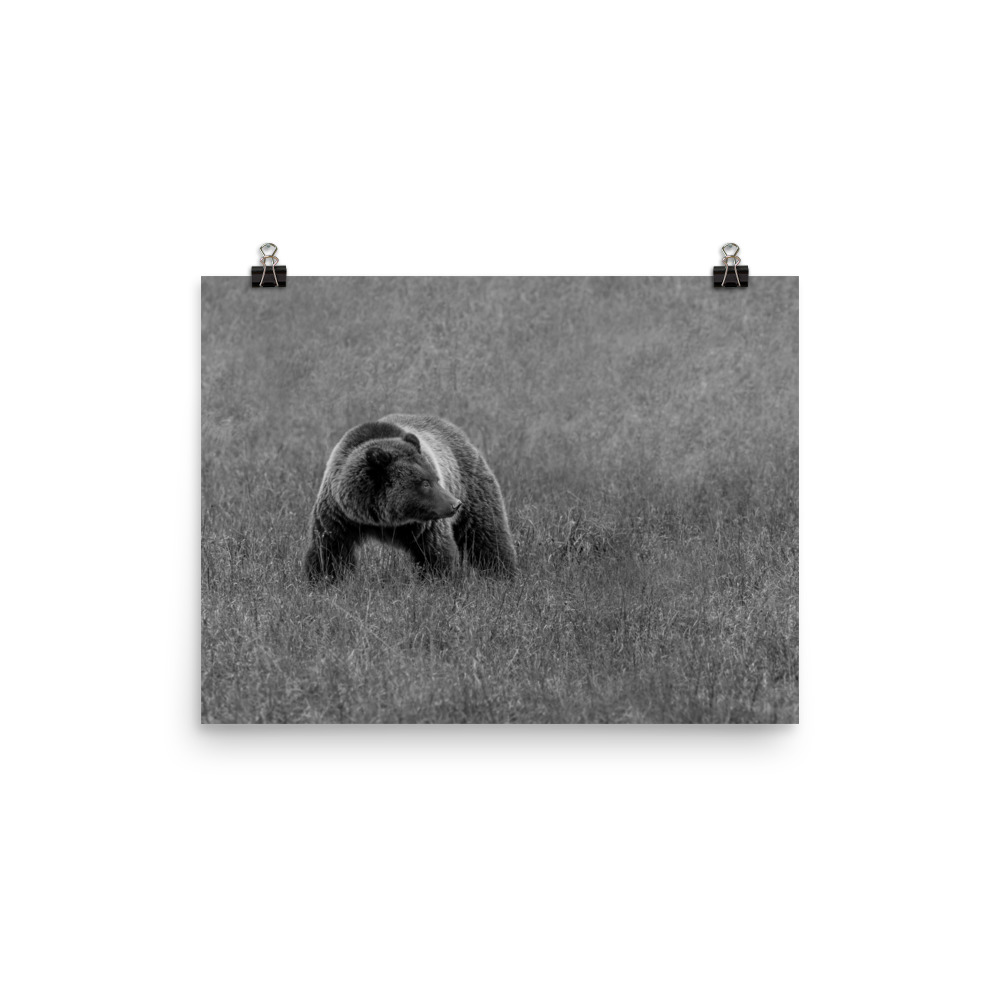 Grizzley bear on Alert! Photo paper poster - Image 6