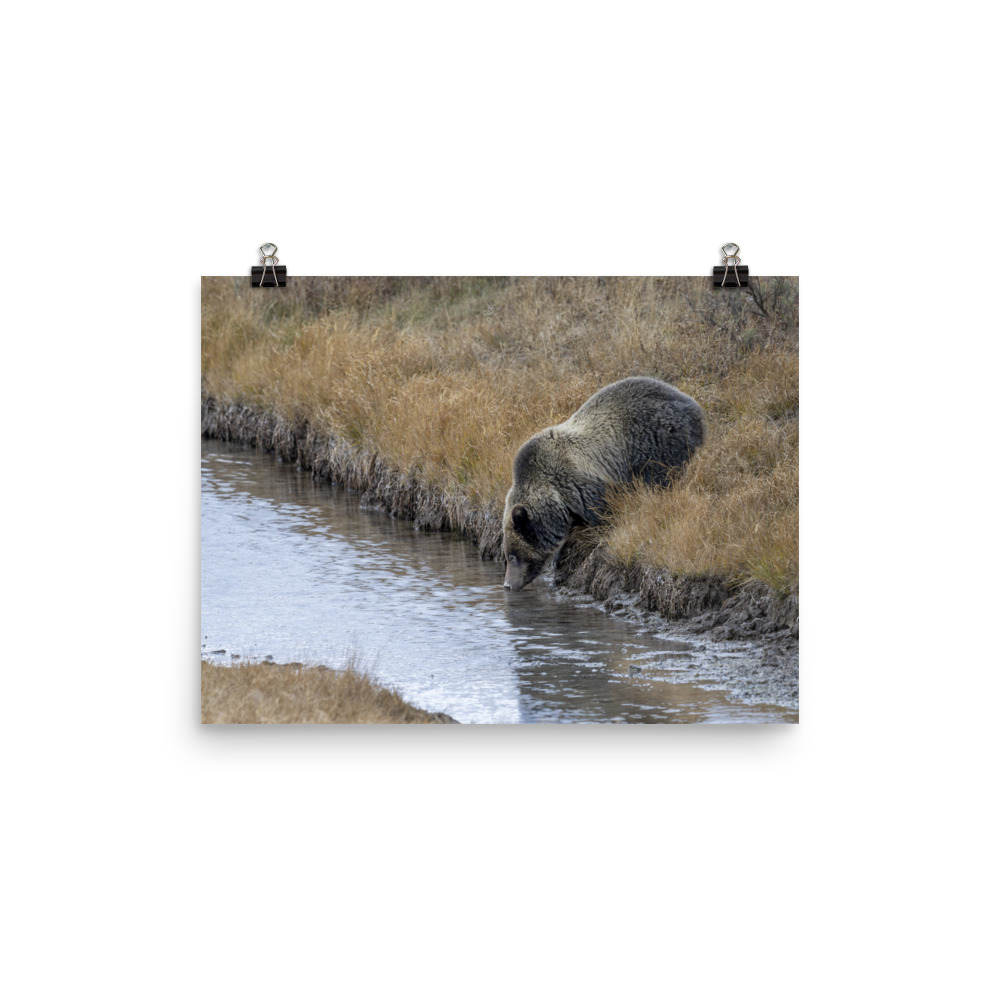 Grizzly bear quenching thirst! Photo paper poster - Image 6