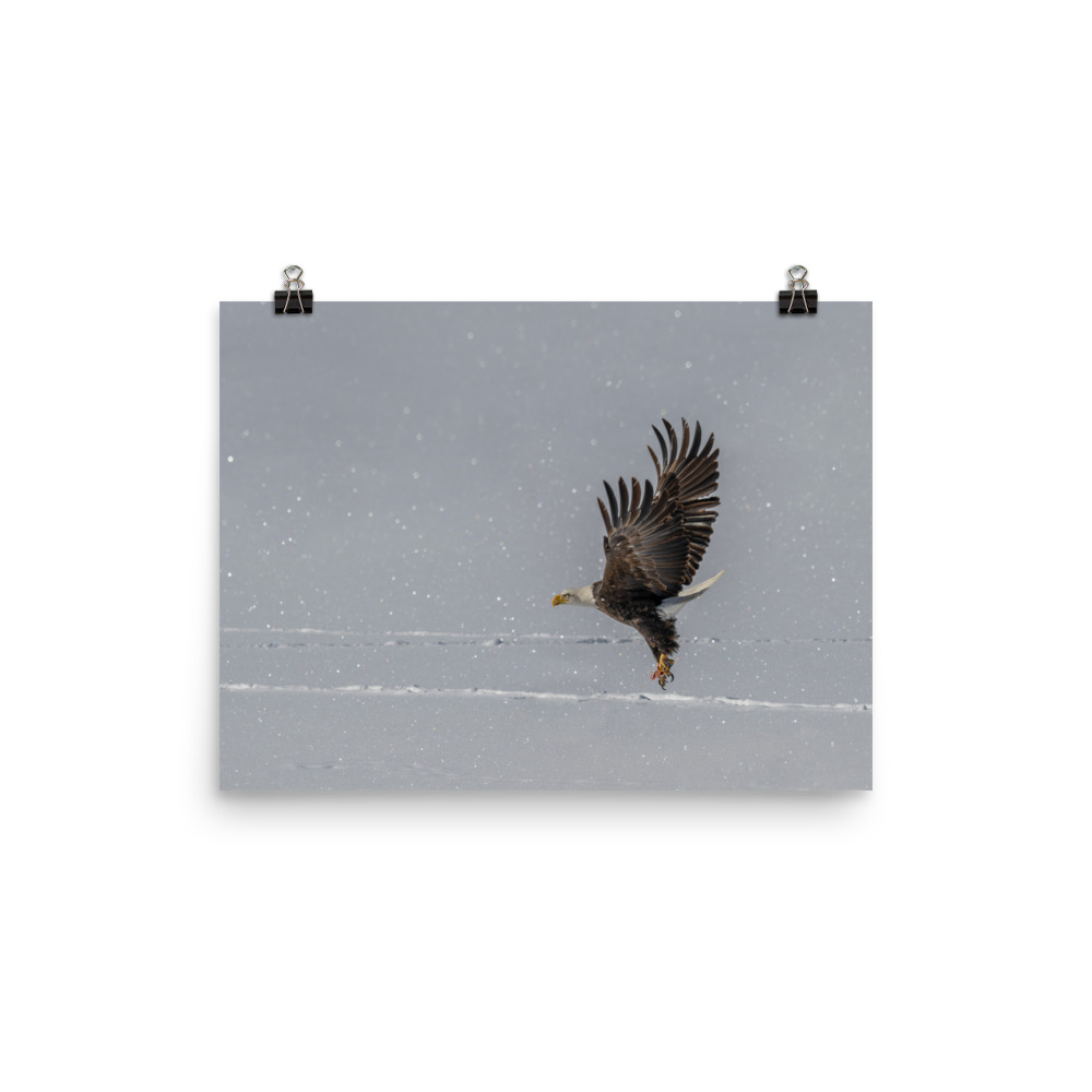 Bald eagle hunting in snow! Photo paper poster - Image 6