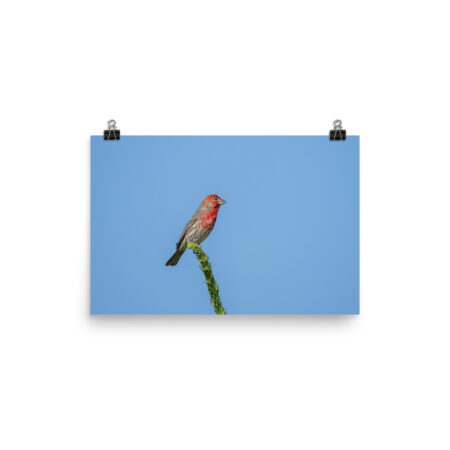 Male House Finch! Photo paper poster