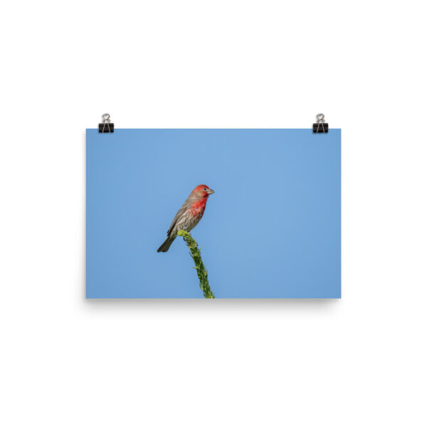 Male House Finch! Photo paper poster