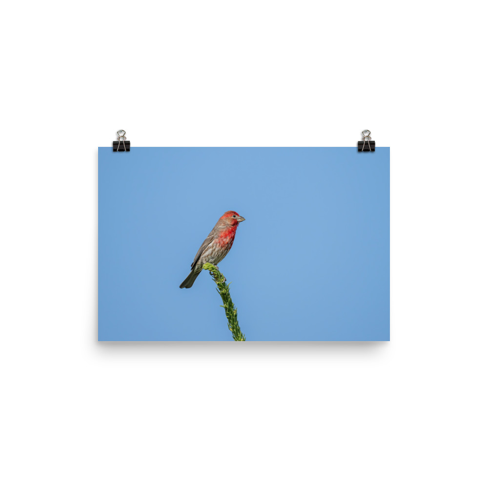 Male House Finch! Photo paper poster
