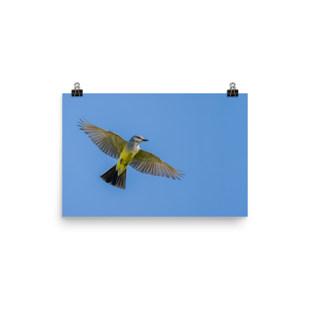 Western kingbird in flight! Photo paper poster - Image 7