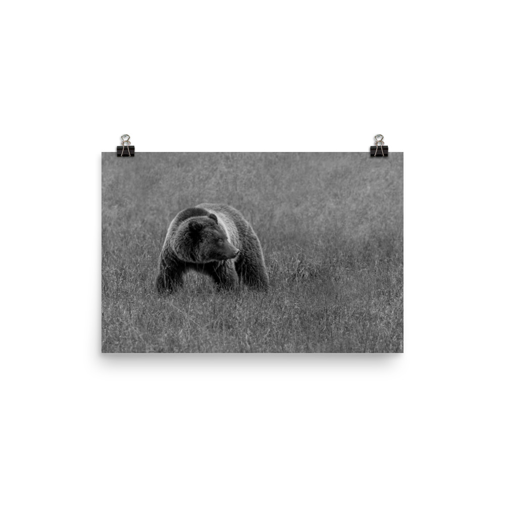 Grizzley bear on Alert! Photo paper poster - Image 7