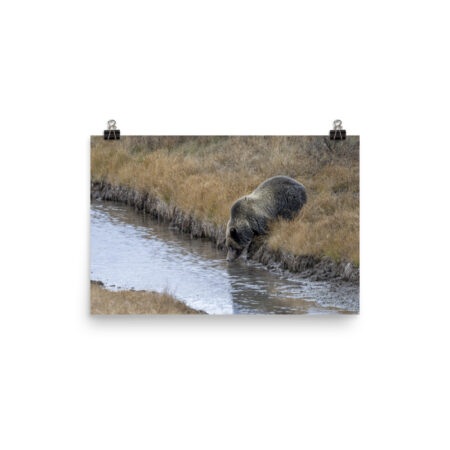 Grizzly bear quenching thirst! Photo paper poster