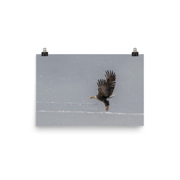 Bald eagle hunting in snow! Photo paper poster