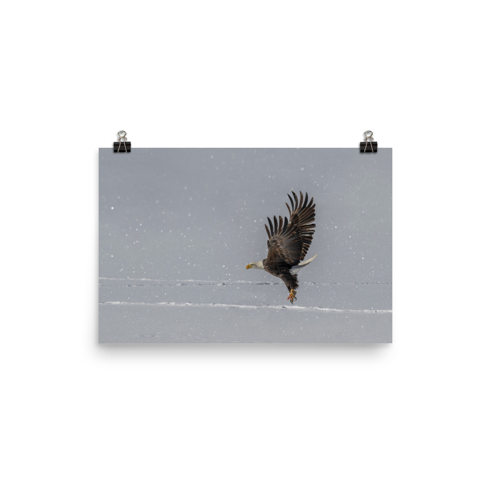 Bald eagle hunting in snow! Photo paper poster
