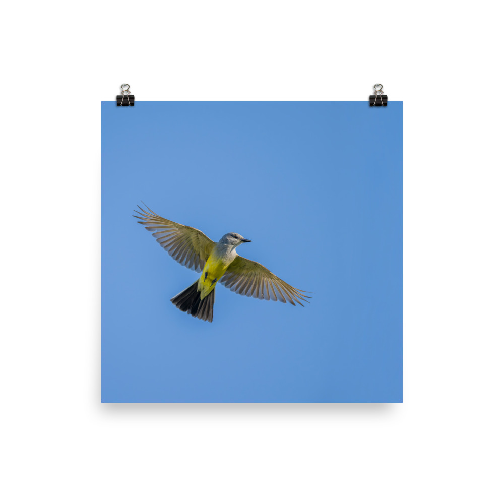 Western kingbird in flight! Photo paper poster - Image 8