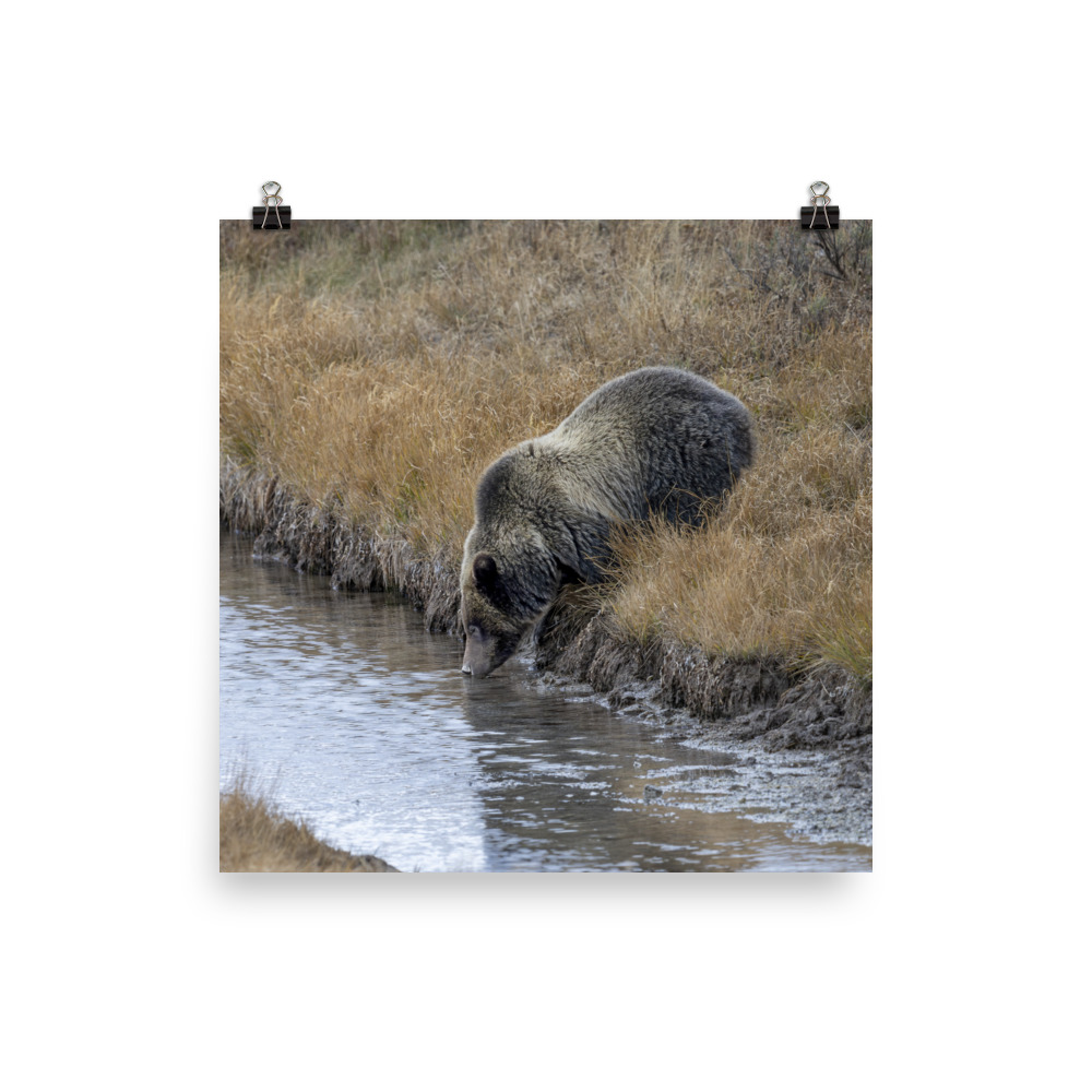 Grizzly bear quenching thirst! Photo paper poster - Image 7