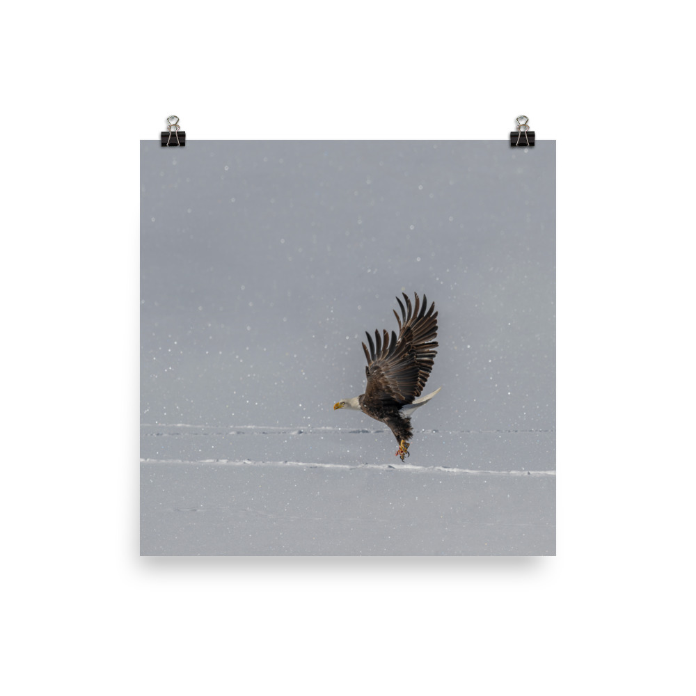 Bald eagle hunting in snow! Photo paper poster - Image 8