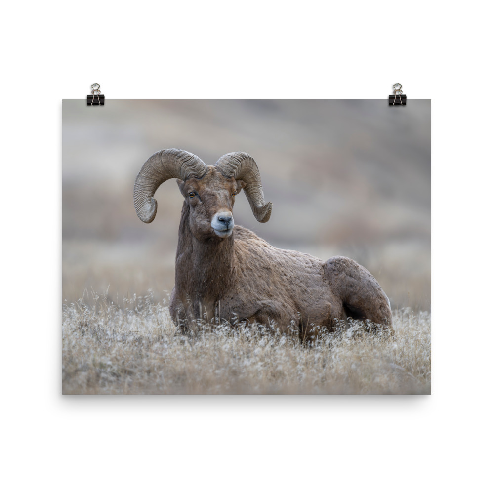 Monarch of Montana Meadows! Photo paper poster - Image 5