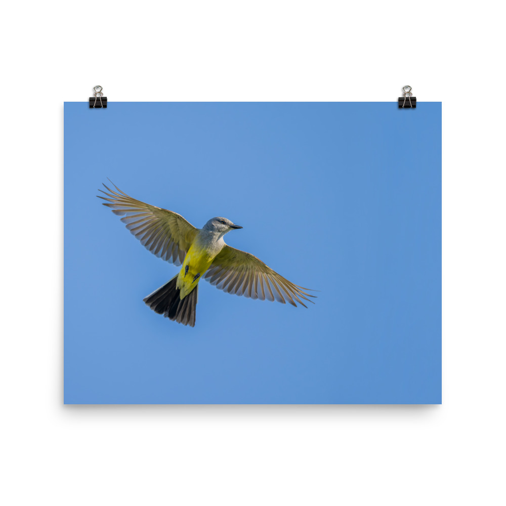 Western kingbird in flight! Photo paper poster - Image 10
