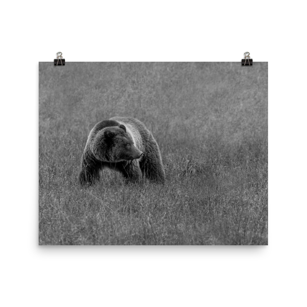 Grizzley bear on Alert! Photo paper poster - Image 10