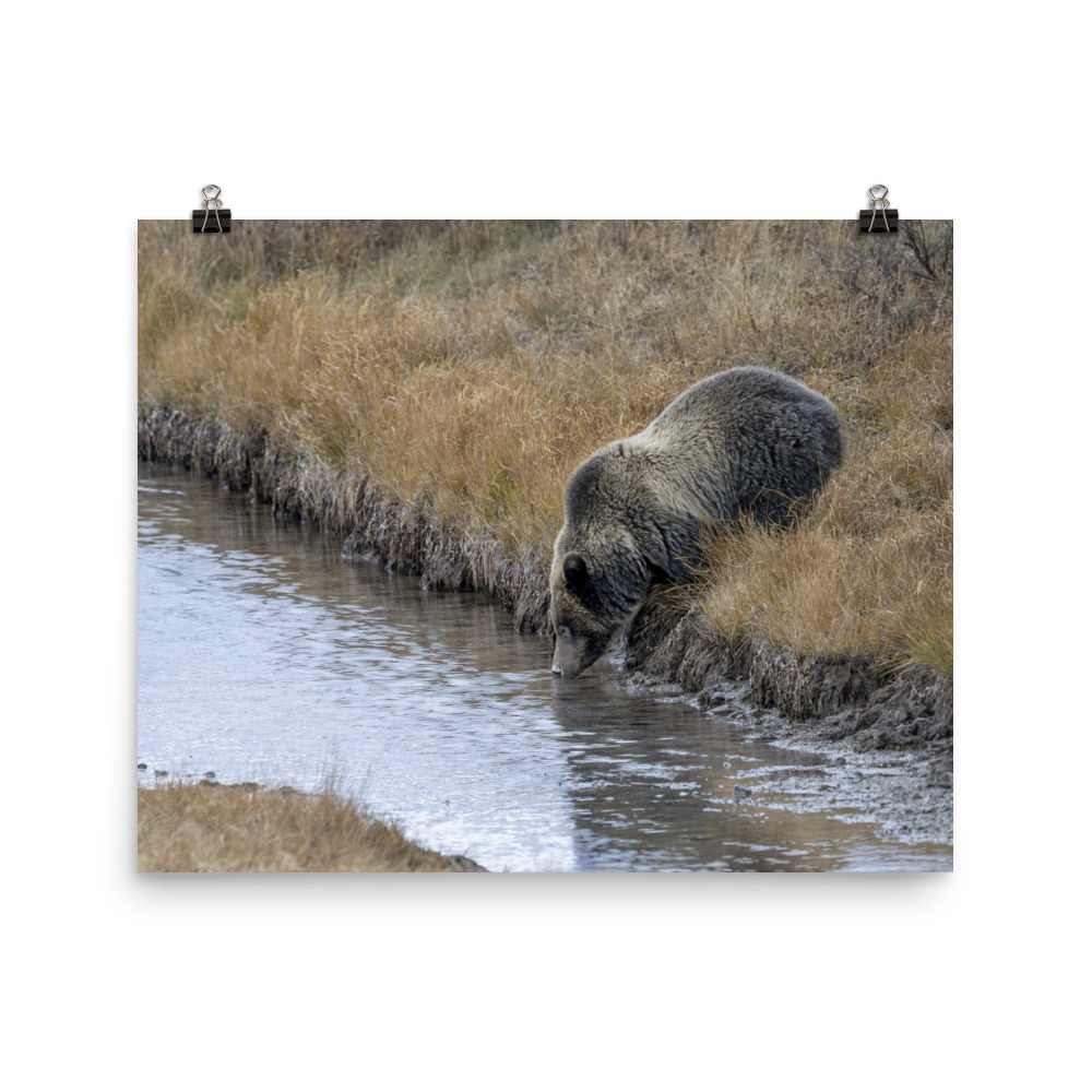 Grizzly bear quenching thirst! Photo paper poster - Image 9