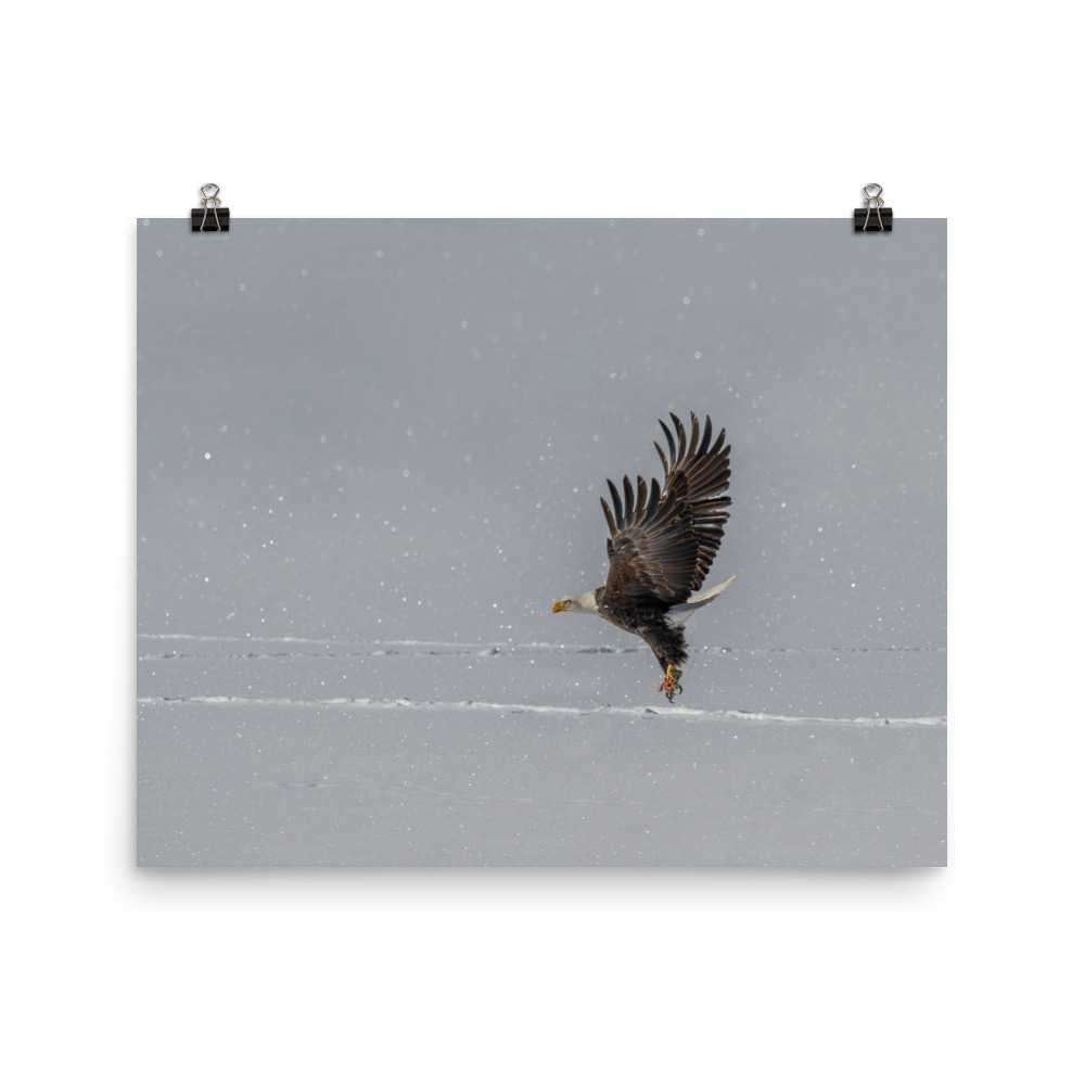 Bald eagle hunting in snow! Photo paper poster - Image 9