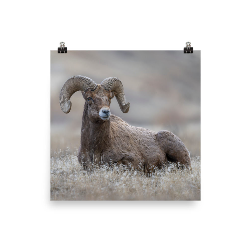 Monarch of Montana Meadows! Photo paper poster - Image 6