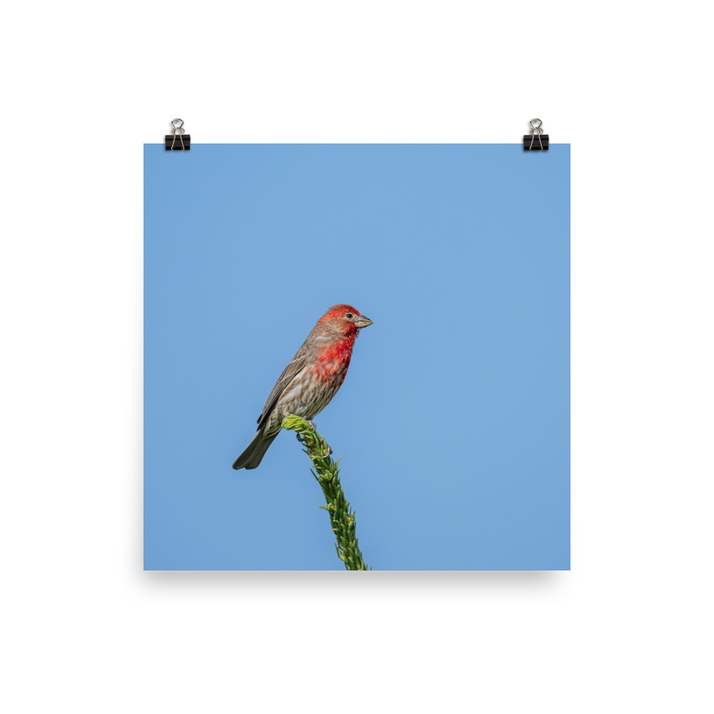 Male House Finch! Photo paper poster - Image 9