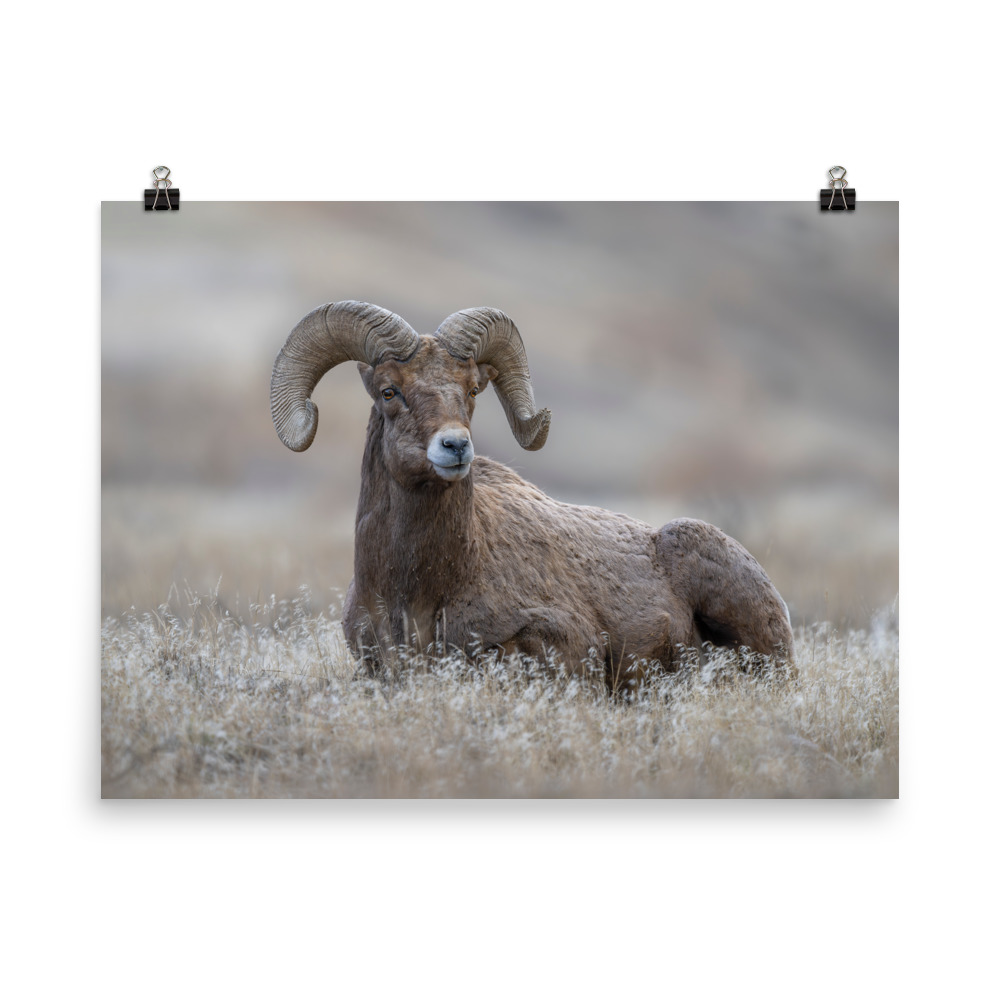 Monarch of Montana Meadows! Photo paper poster - Image 7