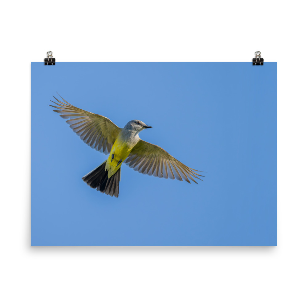 Western kingbird in flight! Photo paper poster - Image 12