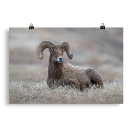 Monarch of Montana Meadows! Photo paper poster