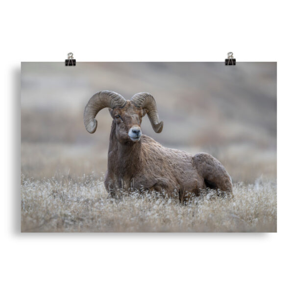 Monarch of Montana Meadows! Photo paper poster