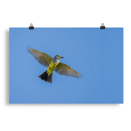 Western kingbird in flight! Photo paper poster