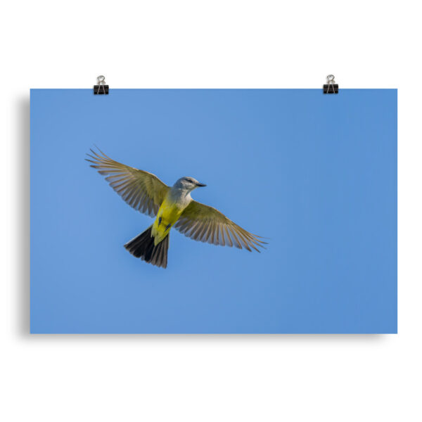 Western kingbird in flight! Photo paper poster