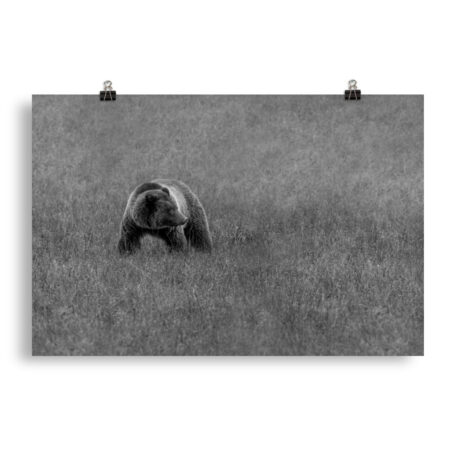 Grizzley bear on Alert! Photo paper poster